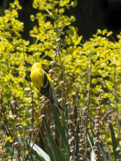 A yellow bird with black marking on the the wings, clinging to long thin stems with whirls of dried seedheads evenly spaced along the stem. In the background, indistinct yellow-green plants.