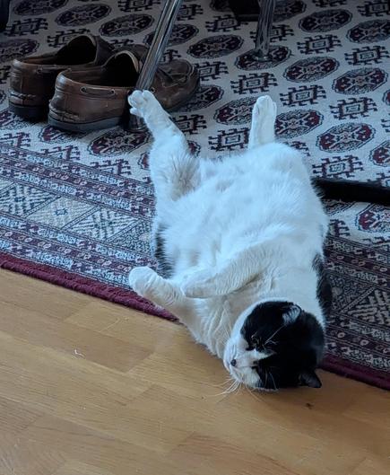 Lucy the Cat can often be found on her back on the carpet, relaxing, while she observes her slaves.