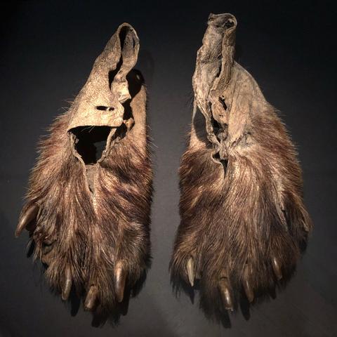 Calzado de pies de oso pardo.