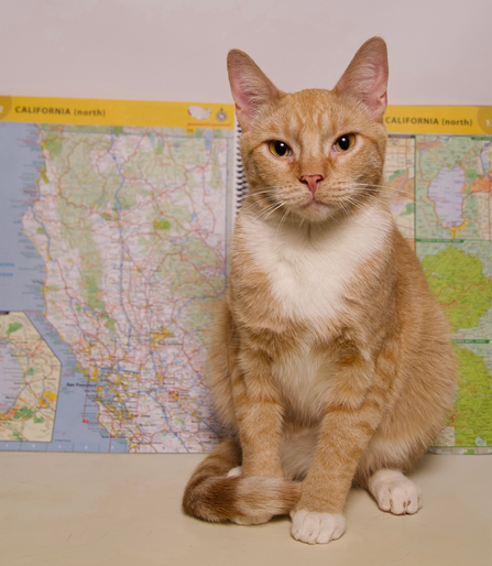 An orange and white cat with stunning, orange eyes stands in front of a map