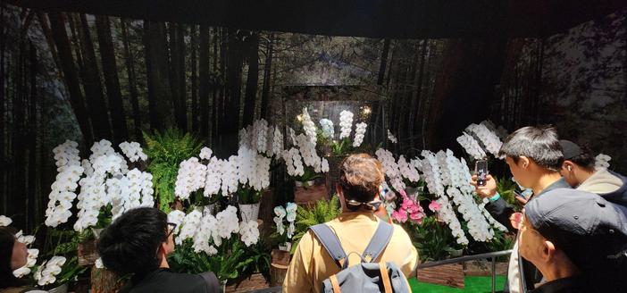 Display of orchid flowers in Taiwan's Tech World Pavilion.