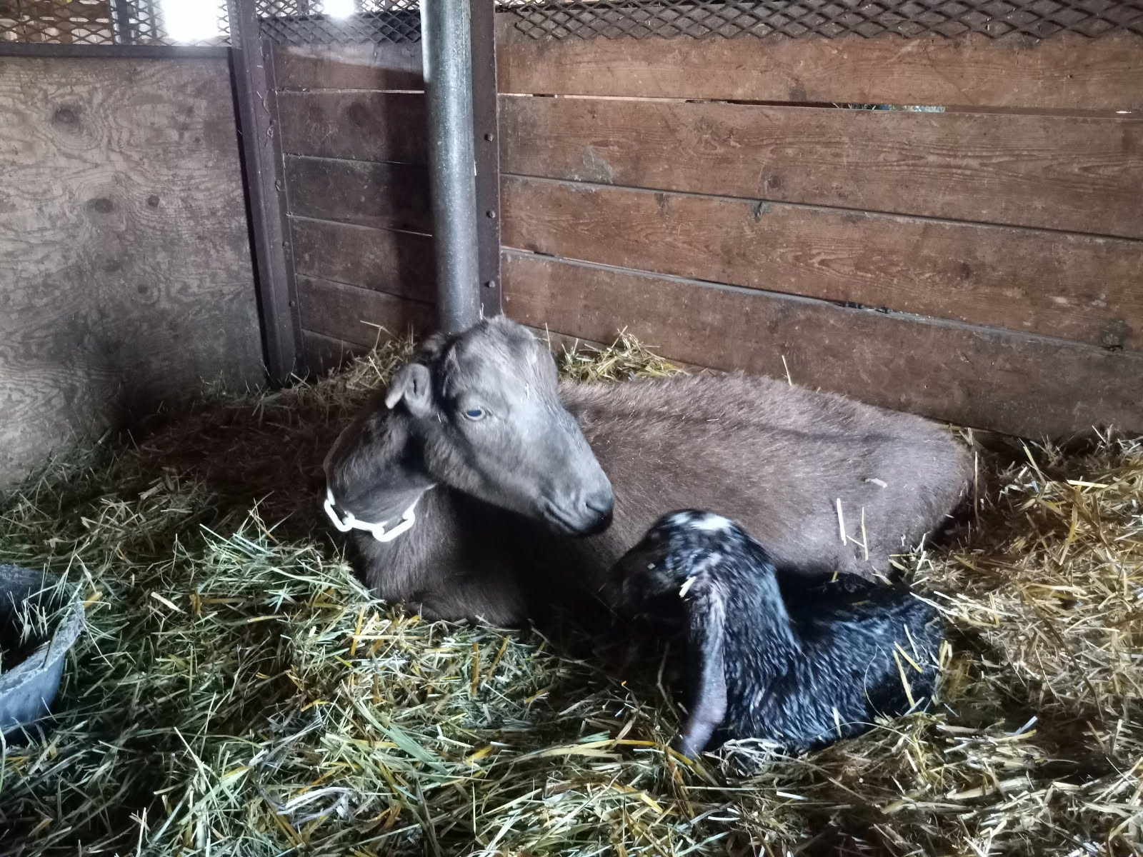 A brown mama goat laying down in straw and touching her nose to her very damp newborn black goat baby laying in the straw next to her.  They are in a wooden-sided barn stall together.