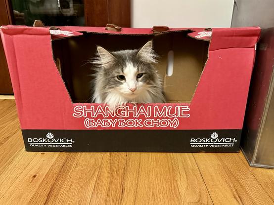 Thor, a fluffy grey and white bicolor half-Ragdoll cat, sitting inside a red and white produce box from Costco, with the words Shanghai Mue (Baby Bok Choy) written on the front. No baby bok choys were harmed in the taking of this photo. 