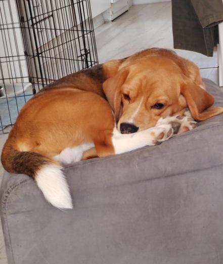 Beagle makaamassa rahilla