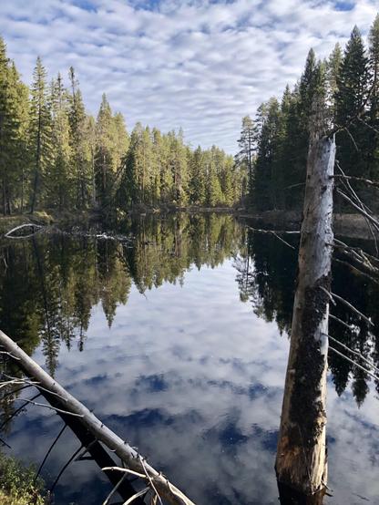 A dark river running through an old-growth spruce and pine forest reflects the cloudy sky. There are large tree trunks in the water.