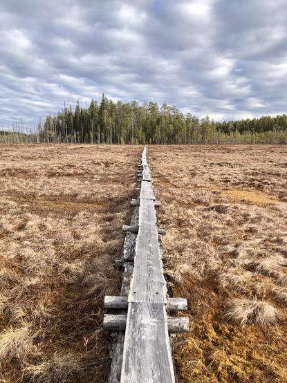 Duckboards lead through an open bog into an island. Old-growth forests are growing in the distance. The bog is yellowish.