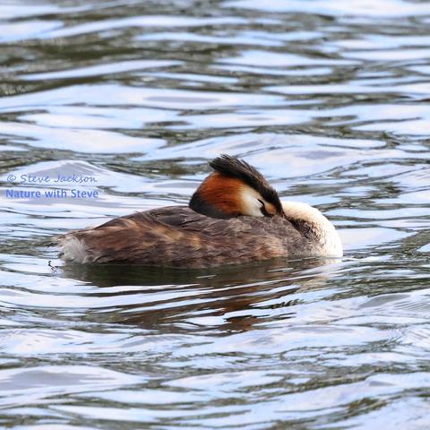 A Great Crested Grebe (Podiceps cristatus). The bird, on the surface of a small lake, is facing towards the right side of the image. He or she is snoozing, so the longish neck is doubled back, allowing the head to rest on the bird’s back. The longish, pointed beak is tucked into the bird’s feathers, while the dark red eye (with black pupils) is closed. Fully visible however is the well-developed crest of black feathers on top of the head, and the ruff of feathers (orange at the base, turning to black) around the neck. The side of the face is white, as is the front of the neck. The upper parts of the bird’s body (the underparts are below the water-line) are brownish.
