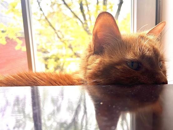 A small ginger cat lurks,reflected in the polished sheen of a chest of drawers. Behind her is a window where a tree coming into leaf can be seen.