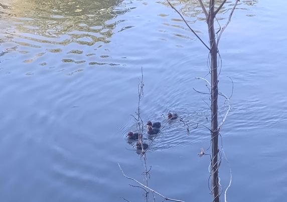 Vijf baby-meerkoetjes zwemmen in de Kromme Rijn.