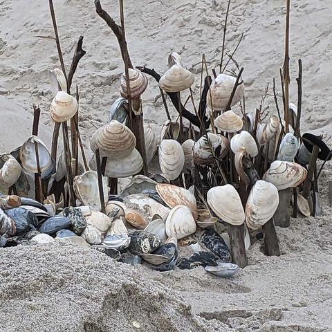 image of sea shells and wood gathered together on beach sand