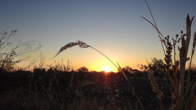 Photo of the sunrise taken by a guest at Bubulcus & Bolotas, showing the sun just above the horizon with golden light casting a warm glow over tall grasses and silhouetted trees in the background.