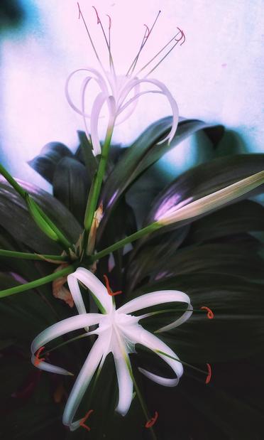 Lírio-aranha com duas flores. As folhas são compridas e grossas, de um verde escuro, mas o foco está na flor central. As flores são brancas, com seis pétalas compridas, finas e curvas, lembrando a forma de uma aranha ou estrela. As pétalas unem-se no centro em uma coroa membranosa, de onde também saem seis filamentos verdes que terminam em pontas curvas de pólen cor de laranja.