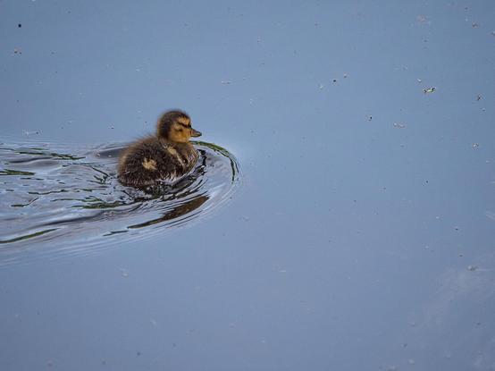 ein kleines Entenküken schwimmt von links auf einer blassblauen glatten Wasserfläche,  vor sich schiebt es eine Markante Bugwelle und hinterlässt eine ebensolche Heckwelle
a small duckling swims from the left on a pale blue smooth surface of water, pushing a striking bow wave in front of it and leaving a similar stern wave behind it