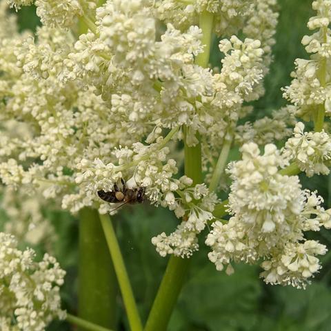 A honey bee the bottom of a cluster of rhubarb flowers that are white. The background is green with rhubarb leaves. The bee is dark with blonde hair and has some tan colored pollen on it's hind leg.