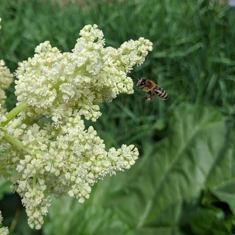 A honey bee in flight facing left next to a cluster of rhubarb flowers that are white. The background is green with grass and rhubarb leaves. The bee is dark with blonde hair.