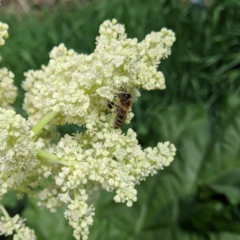 A honey bee on a cluster of rhubarb flowers that are white. The background is green with grass and rhubarb leaves. The bee is dark with blonde hair.