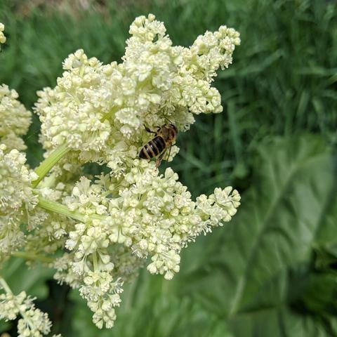 A honey bee on a cluster of rhubarb flowers that are white. The background is green with grass and rhubarb leaves. The bee is dark with blonde hair.