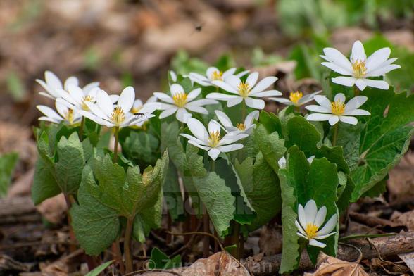 Close-up photo of a bunch of Bloodroot plants.