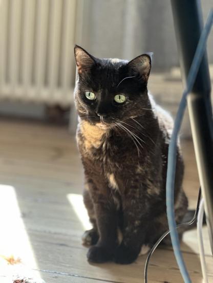 Doris, a tortoiseshell cat with striking green eyes, sits on a wooden floor, bathed in sunlight. A radiator and wires are visible in the background.