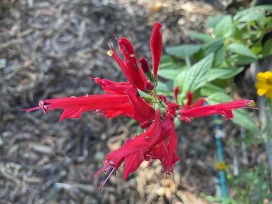 Fluoro pink long petals and dark green leaves on “Pineapple” (scent) sage plant 
