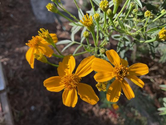 Yellow petal flowers 