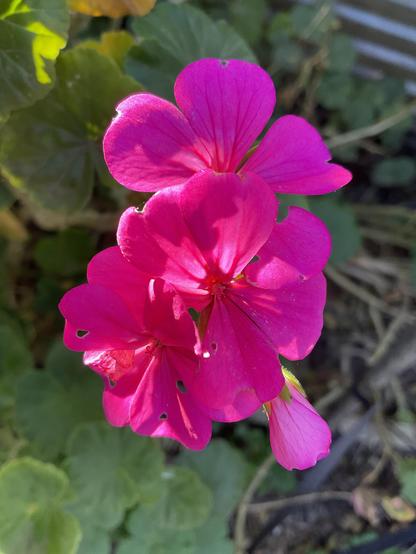 Pink petals of geranium flower illuminated by am sunshine ☀️ 