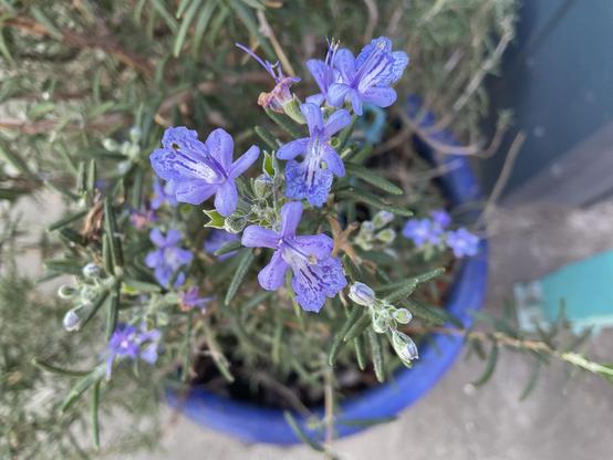 Lilac/purple petal flowers with thin dark green leaves on rosemary plant