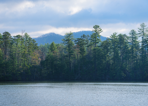 Pine trees Tower over windy Lake water, with a distant blue Appalachian mountain in the background 