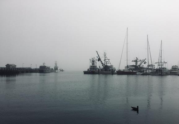 A gray, foggy harbor with a dock on the left and boats on the right. A lone bird floats on the water surface on the bottom right of the photo.