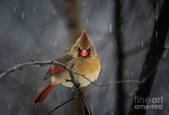 Thank you to my 4/2 #FineArtAmerica client from Worthington, OH. for their purchase of a greeting card of "Oh No not Again."  Enjoy!!

At my website:  https://lois-bryan.pixels.com/featured/oh-no-not-again-lois-bryan.html

And at Fine Art America:  https://fineartamerica.com/featured/oh-no-not-again-lois-bryan.html

#art #photography #giftideas #buyintoart #ayearforart #birds #nature #cardinal #femalecardinal #snow #winter #LoisBryan #NotAi 