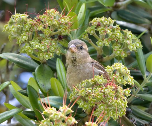 a small brown bird perched among clusters of unusual flowering plants. The bird, with its rounded head and distinctive light-colored beak, serves as the focal point of the image, positioned slightly off-center
