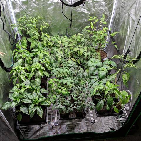 A photo showing up-potted pepper plants on the right. Two trays of 16 plants in gallon pots. Red Marconi and California Wonder 300 sweet peppers, and Jalapeno peppers. The other trays are tomatoes, tomatillo, and some bought egg plants that are alive.
