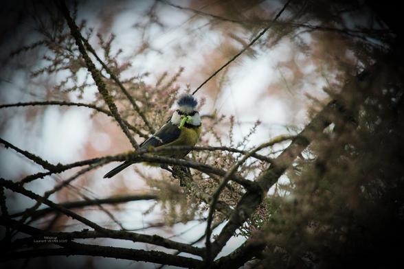 mésange bleue dans un tamaris avec des chenilles dans le bec