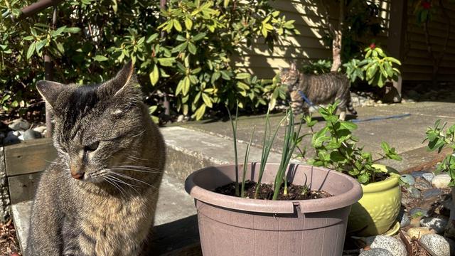 Outdoors, a foreground brown tabby beside a potted plant coyly looks down and out of frame.  A striped tabby with a blue leash walks along a concrete walkway behind it.