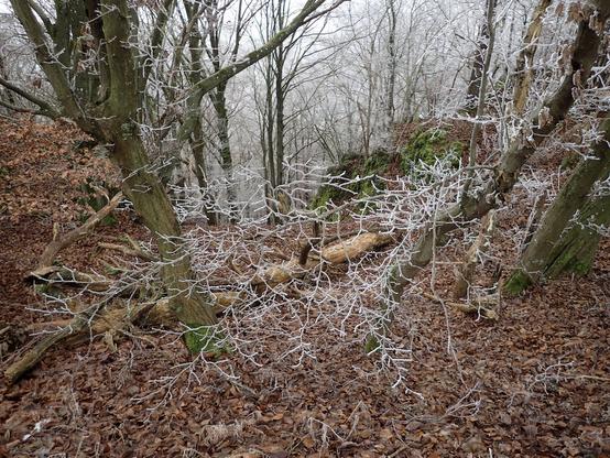 Au bord d'une falaise, une branche de charme aux rameaux givrés se détachant sur la litière de feuilles mortes