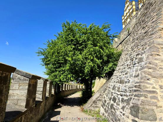 Dieser Baum steht am Schloss Bernburg.

Er wächst direkt an einem schmalen, historischen Weg entlang der mächtigen Schlossmauer. Der Baum hat eine dichte, rundliche Krone mit frischem, leuchtend grünem Laub. Es könnte sich um eine Schlehe, einen Weißdorn oder eine Hainbuche handeln – kleinblättrig, buschig und robust wachsend.

Links vom Weg verläuft eine niedrige, offene Steinmauer mit regelmäßig gesetzten Pfeilern, die den Blick in die Landschaft freigeben. Rechts ragt die imposante Burgmauer steil empor, grob gemauert aus graubraunem Naturstein. Über dem Mauerverlauf erkennt man im rechten oberen Bildbereich die gelb-weiße Fassade eines Giebels vom Schloss Bernburg.

Der Baum neigt sich über den Weg und spendet Schatten, als wolle er den Spaziergänger freundlich willkommen heißen. Über allem wölbt sich ein tiefblauer Himmel, fast wolkenlos – nur eine kleine, federleichte weiße Wolke schwebt am linken oberen Bildrand.

Am unteren Rand des Bildes steht in verspielter Schrift: „F.loki – Enjoy the moment“.