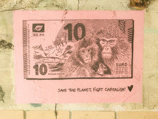 10€, macaque japonais