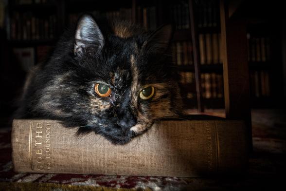 Bild einer Katze, von der nur der Kopf zu sehen ist, die auf einem Buch liegt. Das Buch ist eine Goethe-Biographie von F.Gundolf. Im dunklen Hintergrund ist ein Büchergestell zu erahnen. 