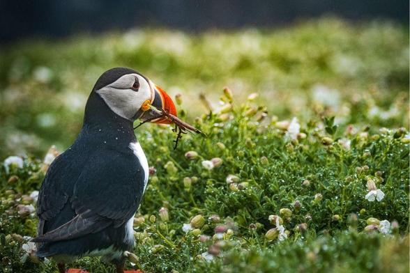 An Atlantic puffin with its distinctive colorful orange and yellow beak holding small twigs or nesting material in its bill. The bird's black and white plumage contrasts with the green vegetation and small white flowers surrounding it as it stands on grassy coastal terrain.​​​​​​​​​​​​​​​​