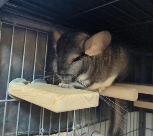 A chinchilla with his eyes half closed, laying across wooden ledges