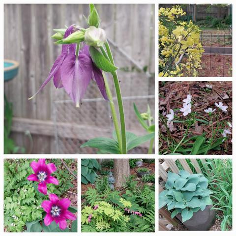 Collage of 6 blooms from top left: purple columbine up close, last year's kale goi g to seed with bright and tall yellow flowers, Claytonia Virginia's? Hosta, bleeding heart and last of purple tulips just about to lose petals