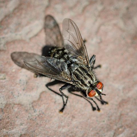 A close-up picture of a black and white striped fly with brick red eyes sitting in the sunshine on a paving slab.