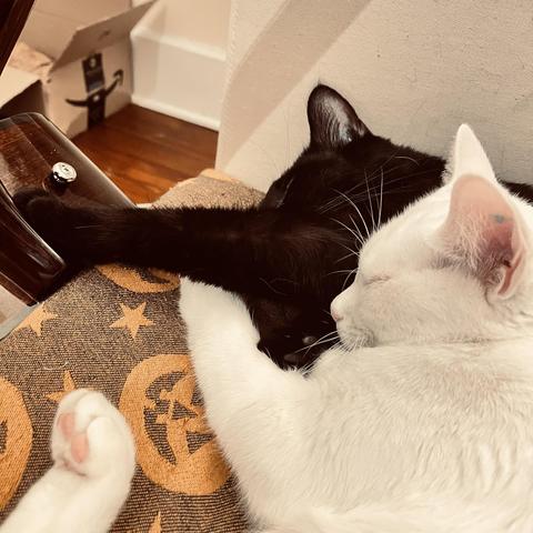 a white cat snuggles into a black cat; we see the pink toes of the white cat