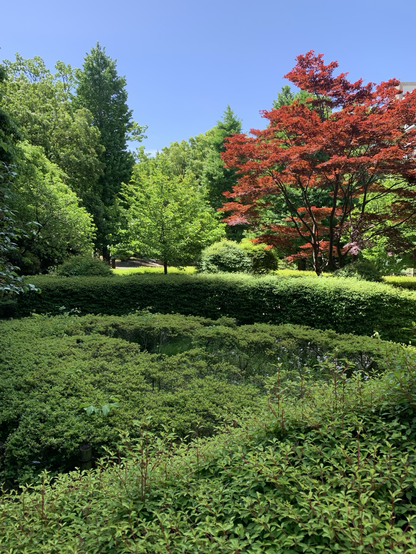 green garden