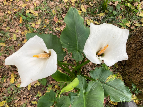 La foto mostra due fiori bianchi di calla in un sottobosco 