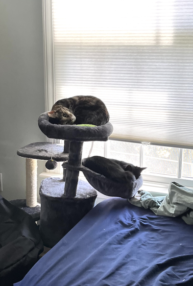 Cats in a cat tree