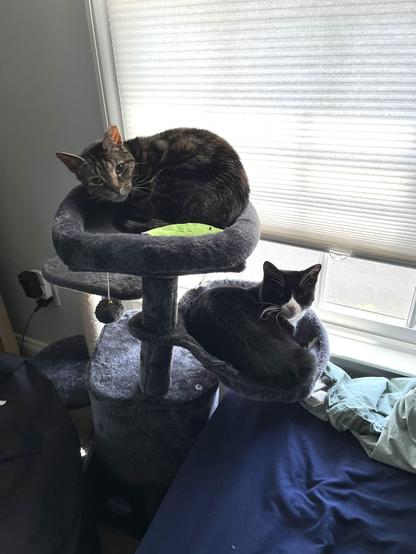 Cats in a cat tree