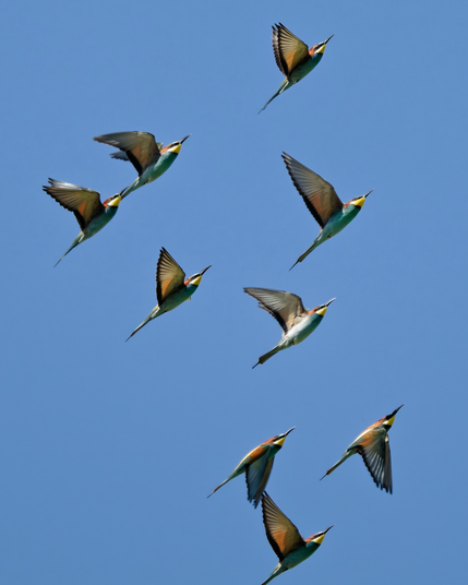 Multiple-bee eaters in flight
