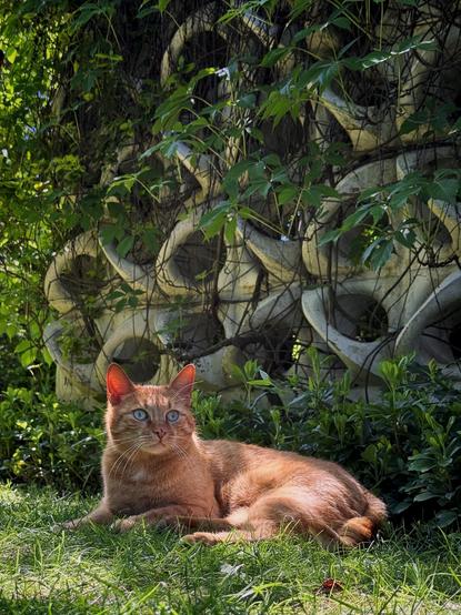 **English:** A ginger cat with pale green eyes is lying on the grass in a garden. Behind the cat, there is a wall entwined with green vines and leaves.
**Deutsch:** Eine rot getigerte Katze mit blassgrünen Augen liegt auf dem Gras in einem Garten. Hinter der Katze befindet sich eine dekorative Wand, die mit grünen Ranken und Blättern umwachsen ist.
