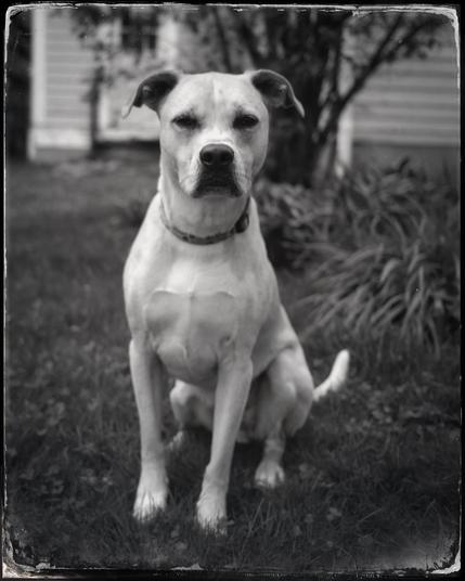 Black and white photo of a light colored dog with floppy ears sitting on a backyard lawn. He is looking directly and intently at the camera.